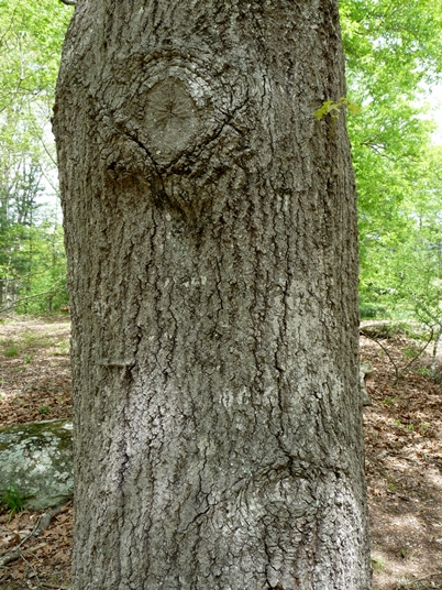 {Quercus georgiana}